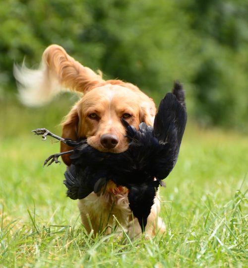retrieve, dog, german quail-1753023.jpg